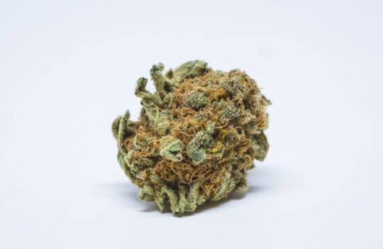 Black Cherry Soda marijuana strain-uk