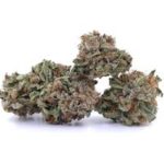 Vanilla Kush