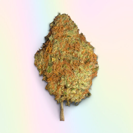 Mimosa