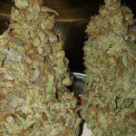 Flubber Cannabis Strain