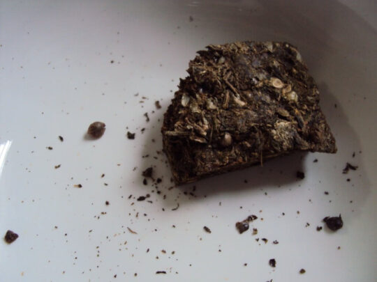 Brazilian Marijuana Strain