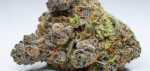 Jericho Haze Marijuana Strain