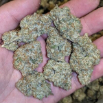 Nepalese Jam Cannabis Strain UK