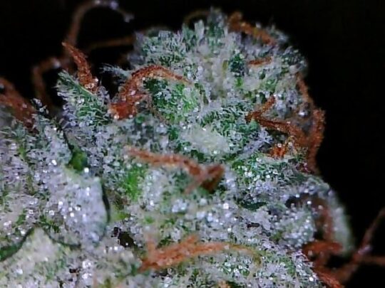 Sourlope Weed Strain UK