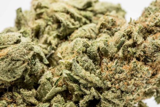 Skunk #1 Marijuana Strain